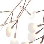 Heracleum II