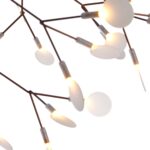Heracleum II