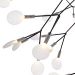 Heracleum II