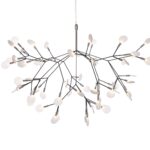 Heracleum II